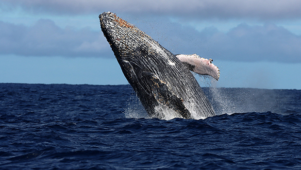 , Saison des baleines à La Réunion : 500 baleines à bosse photo-identifiée, une année « historique »